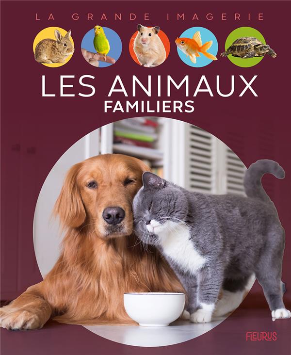 Les animaux familiers - flash vidéo