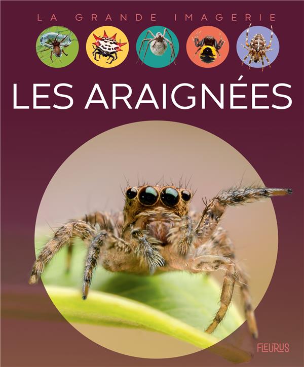 Les araignées - flash vidéo