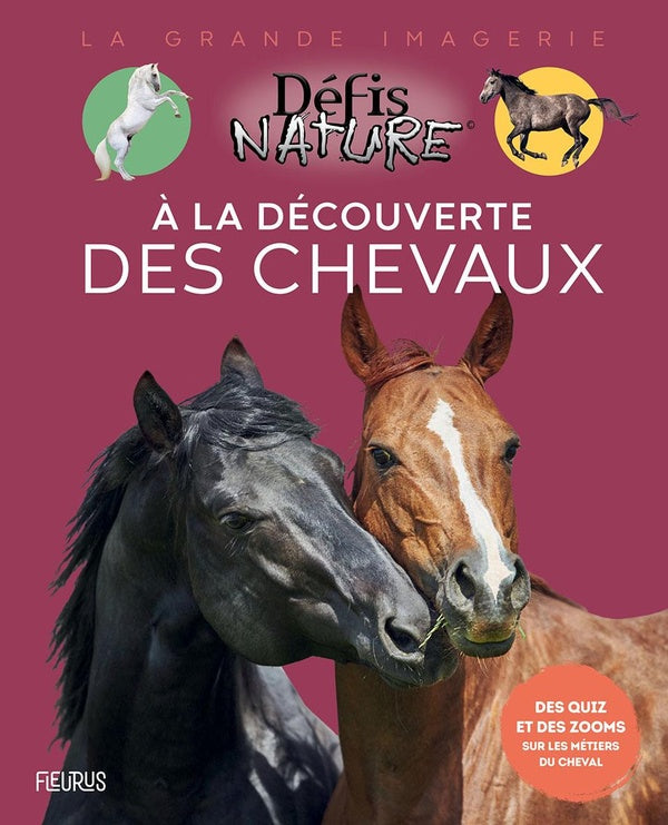 à la découverte des chevaux - flash vidéo