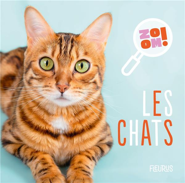 Les chats - flash vidéo