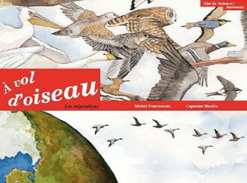à vol d'oiseau ; la migration des oiseaux - flash vidéo
