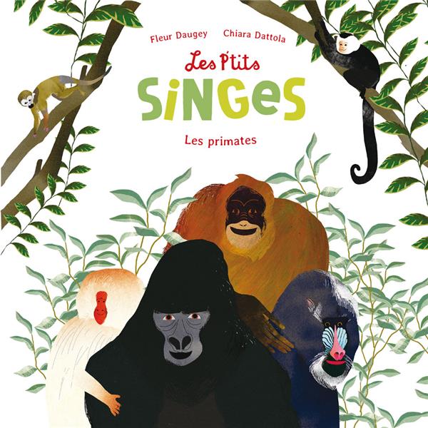 Les p'tits singes ; les primates - flash vidéo