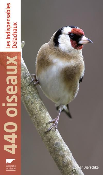 440 oiseaux - flash vidéo