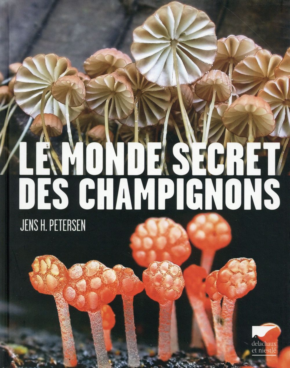 Le monde secret des champignons