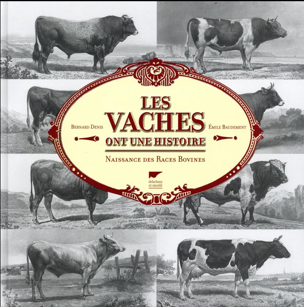 Les vaches ont une histoire ; naissance des races bovines - flash vidéo