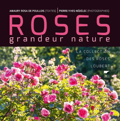 Roses grandeur nature ; la collection des roses Loubert - flash vidéo