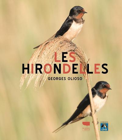Les hirondelles - flash vidéo