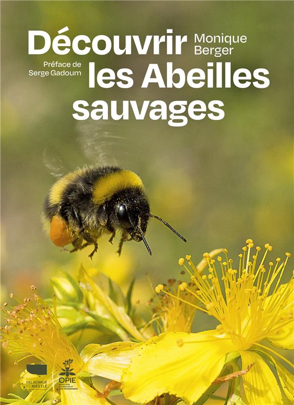 Découvrir les abeilles sauvages - flash vidéo