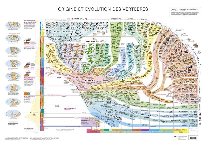 Atlas des vertébrés ; origine et évolution des vertébrés - flash vidéo