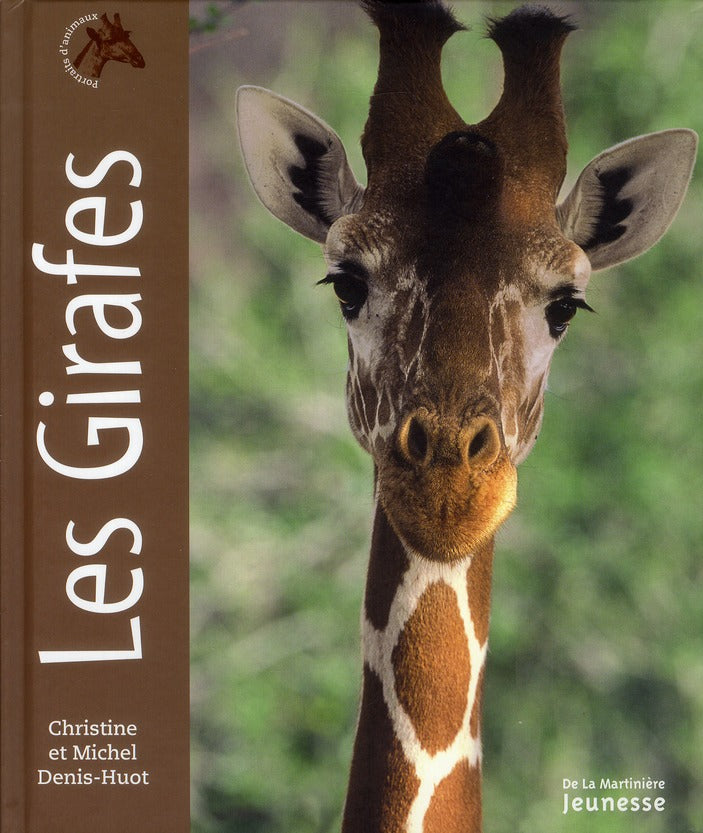 Portraits d'animaux ; les girafes