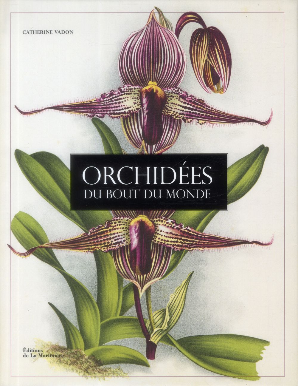 Orchidées du bout du monde - flash vidéo