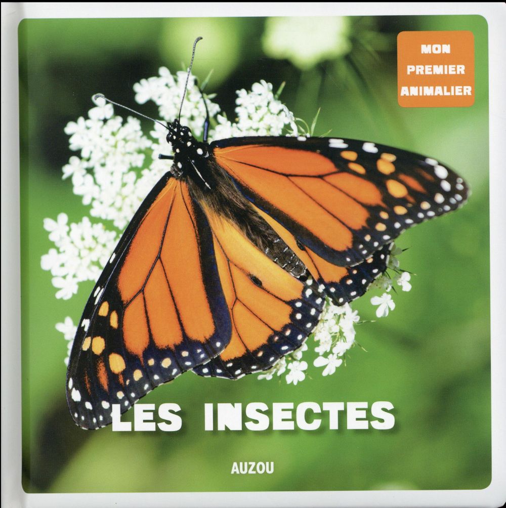 Les insectes - flash vidéo