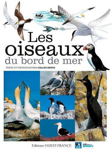 Les oiseaux du bord de mer - flash vidéo