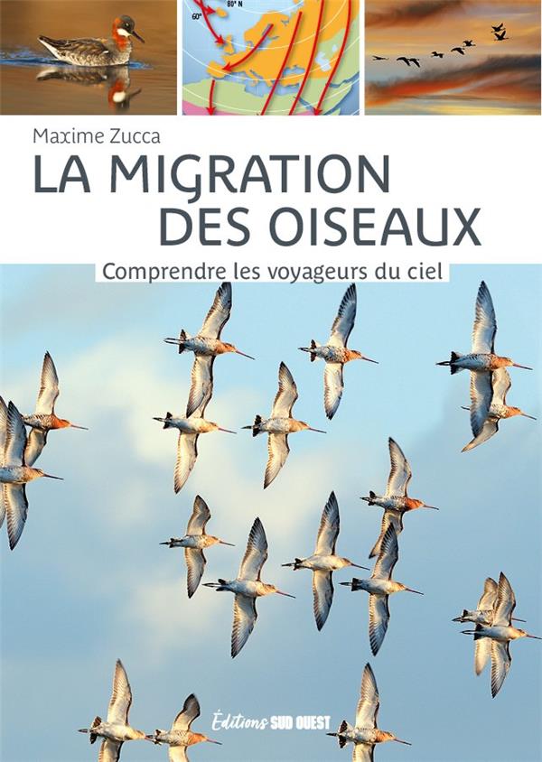 La migration des oiseaux : comprendre les voyageurs du ciel
