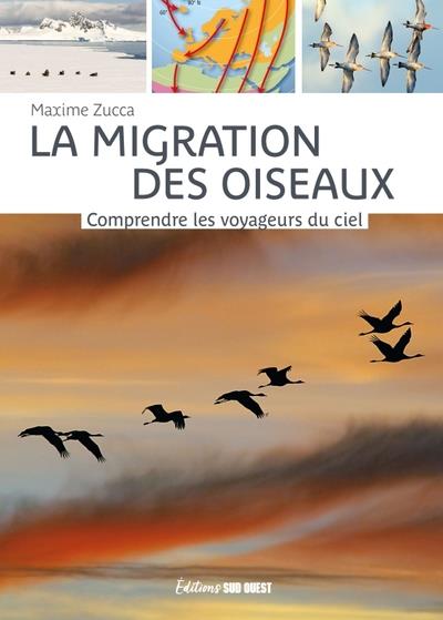 La migration des oiseaux : Comprendre les voyageurs du ciel