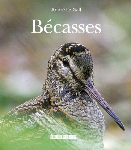 Bécasses - flash vidéo