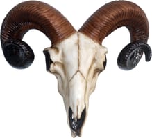 Ram Skull Medium 18.5cm