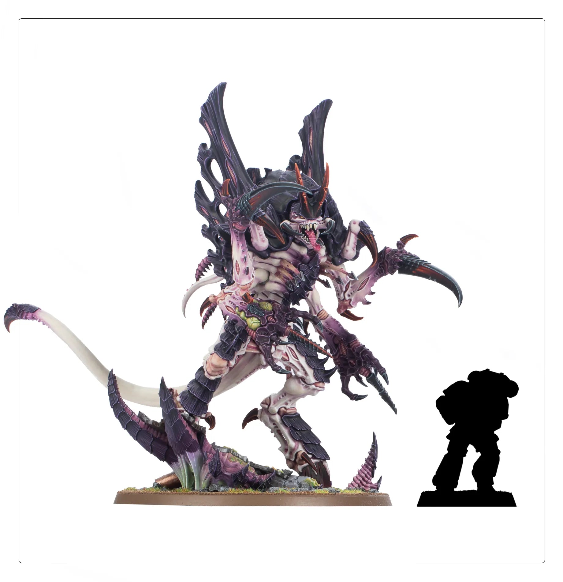 Assimilatrice Norne