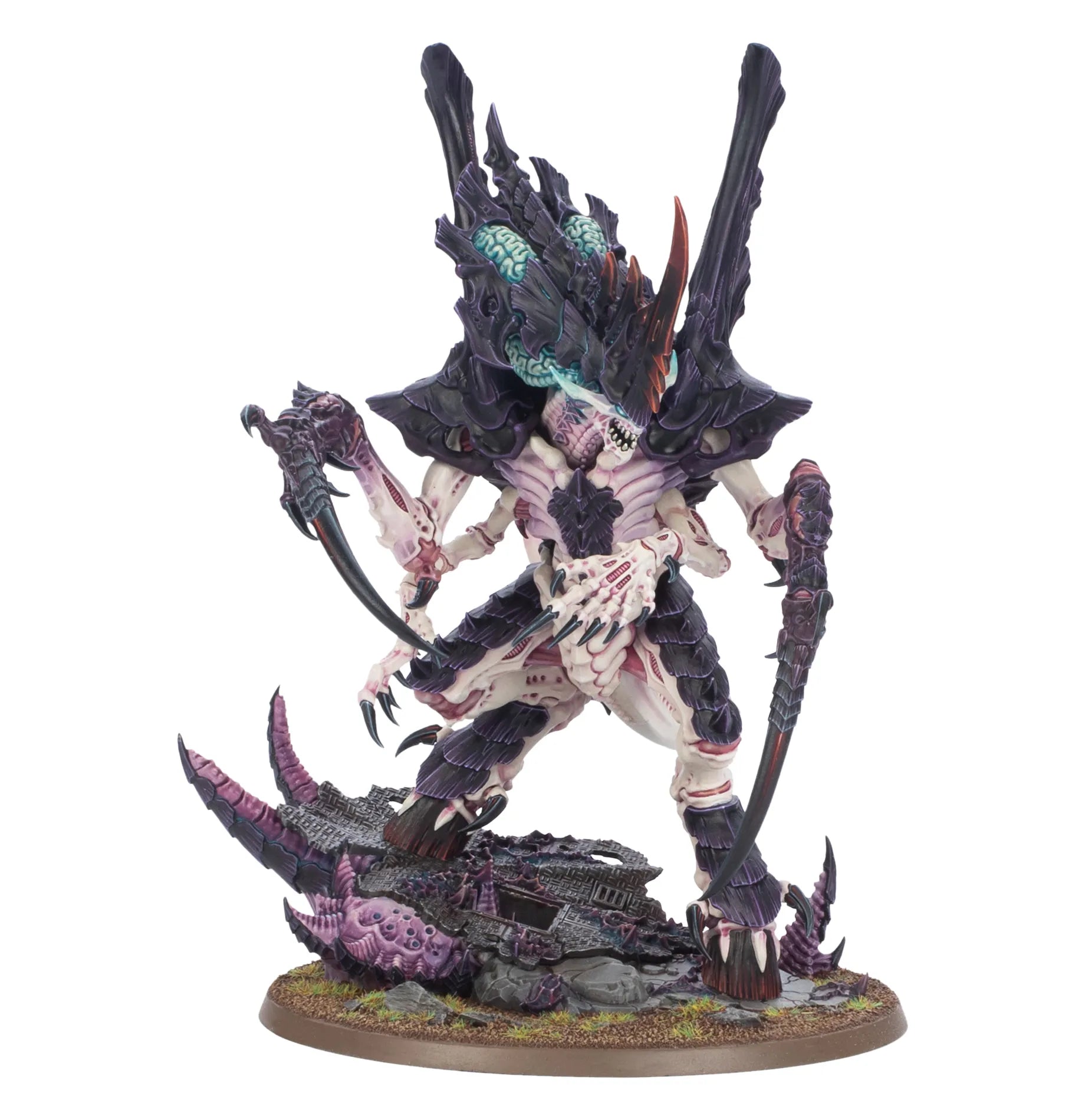 Assimilatrice Norne