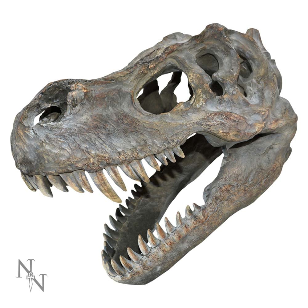 Tyrannosaurus Rex - Petit crâne de dinosaure 39.5cm - flash vidéo