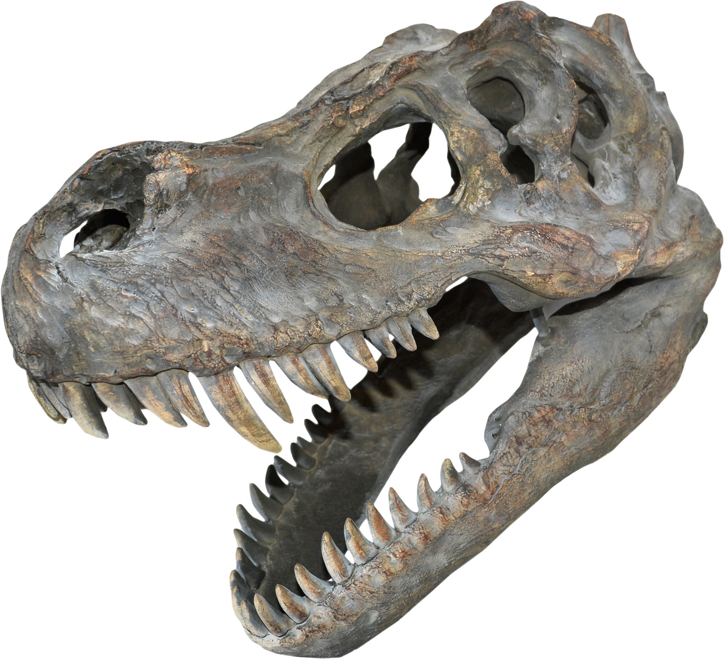 Tyrannosaurus Rex - Petit crâne de dinosaure 39.5cm - flash vidéo