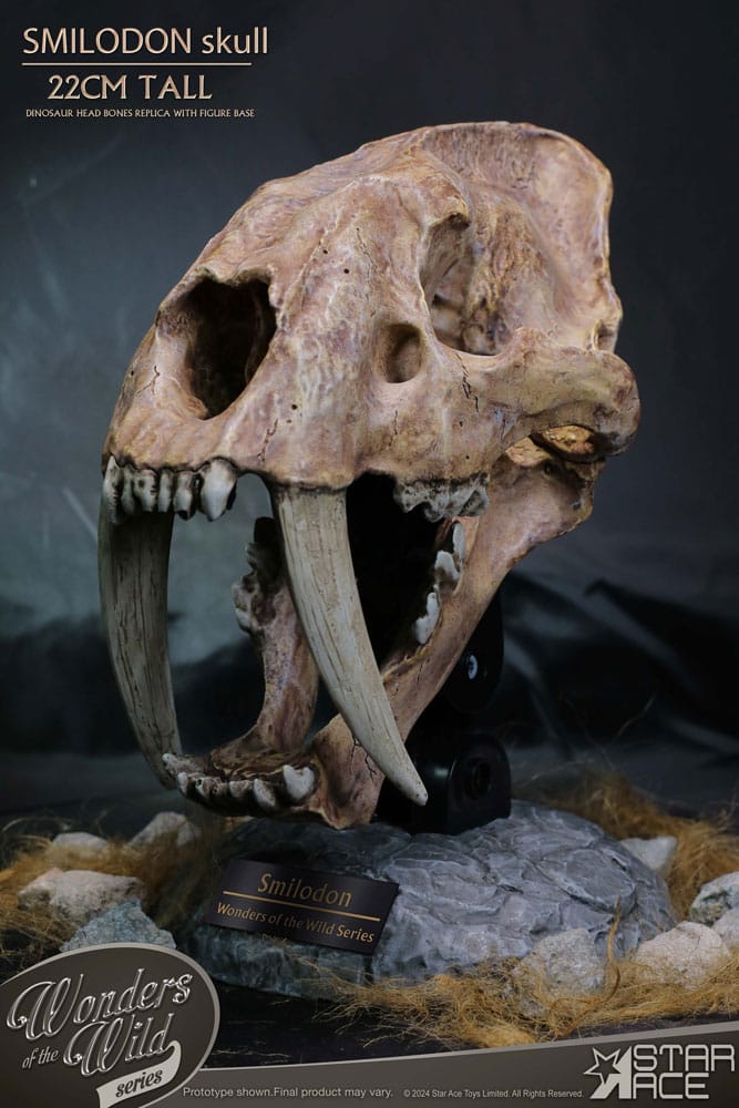 Wonders of the Wild Series statuette Smilodon Skull Fossil 22 cm
