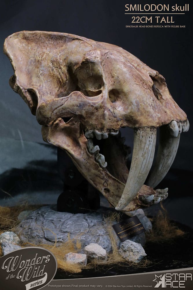 Wonders of the Wild Series statuette Smilodon Skull Fossil 22 cm