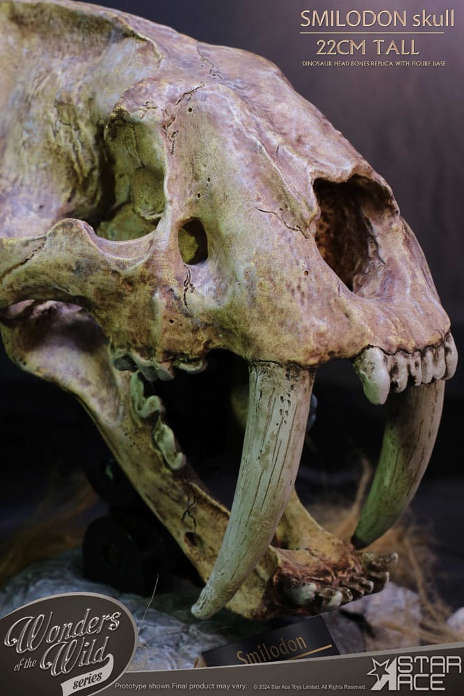 Wonders of the Wild Series statuette Smilodon Skull Fossil 22 cm