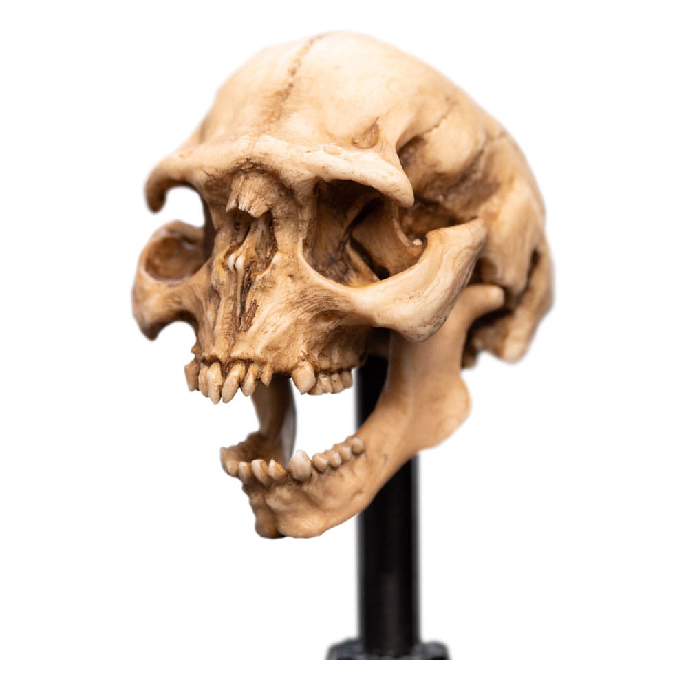Le Seigneur des Anneaux statuette Skull of a Moria Orc 13 cm