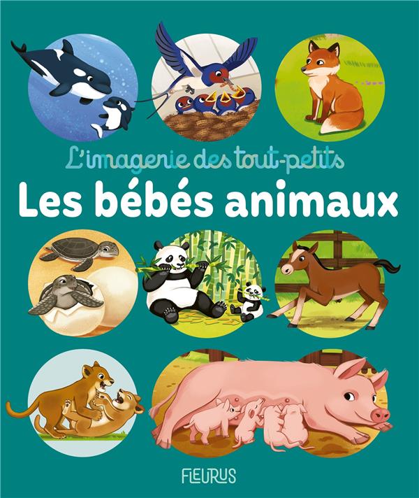 Les bébés animaux - flash vidéo