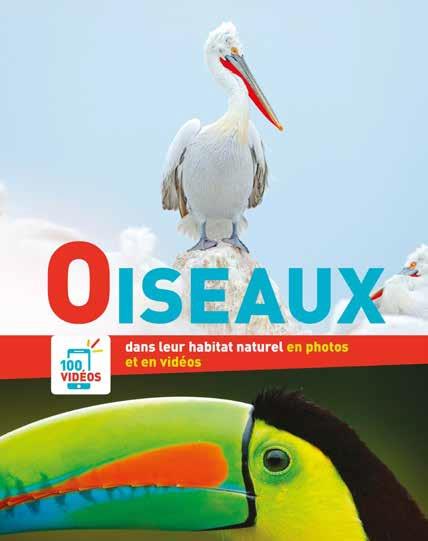 Oiseaux - flash vidéo