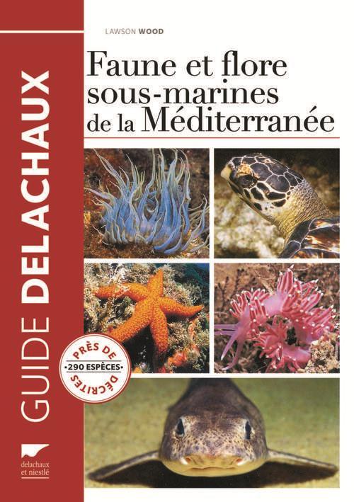 Faune et flore sous-marines de la Méditerranée - flash vidéo