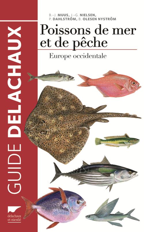 Poissons de mer et de pêche ; Europe occidentale - flash vidéo