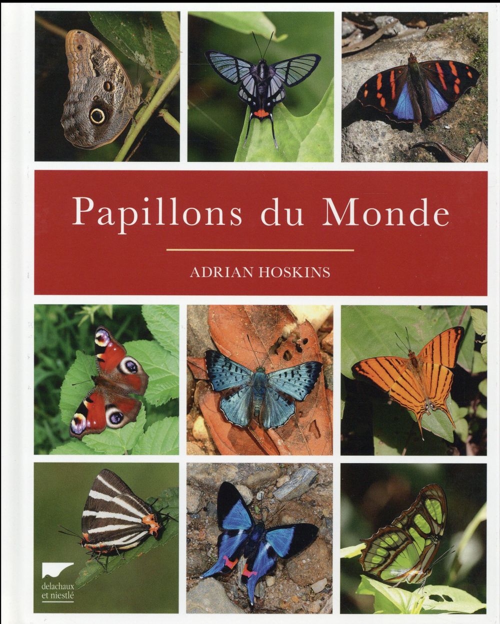 Papillons du monde - flash vidéo