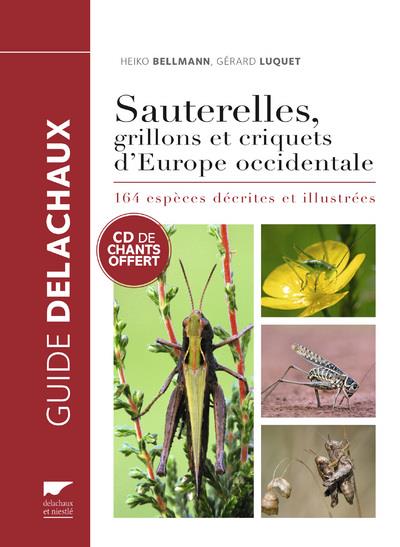 Sauterelles, grillons et criquets d'Europe occidentale - flash vidéo
