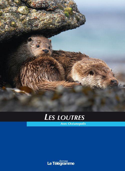 Loutres - flash vidéo