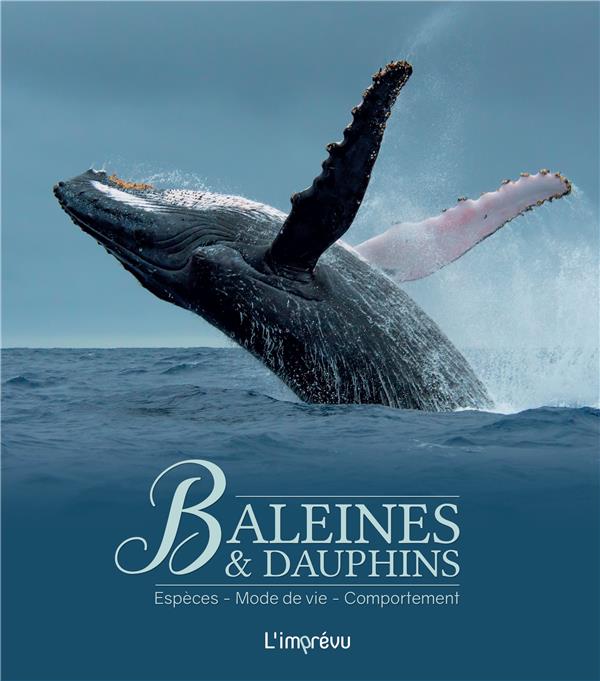 Baleines et dauphins : espèces, mode de vie, comportement